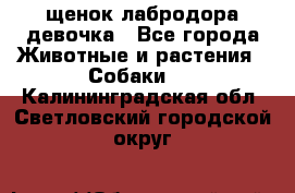 щенок лабродора девочка - Все города Животные и растения » Собаки   . Калининградская обл.,Светловский городской округ 